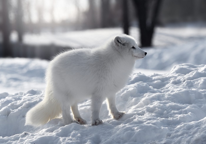 Arctic Fox in Snow