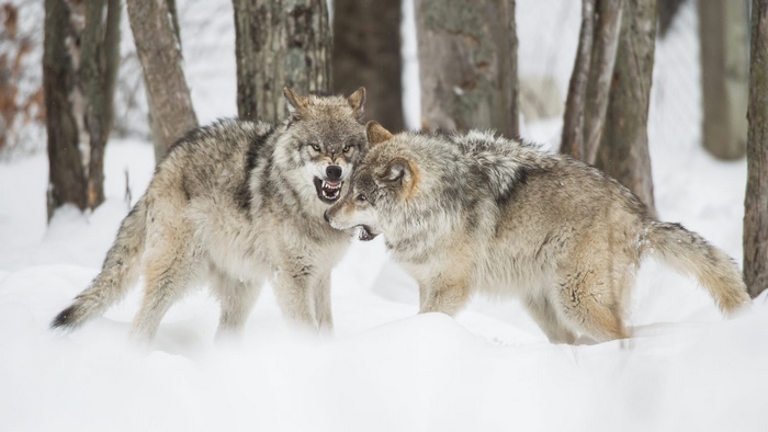 Two wolves snarling in the snow