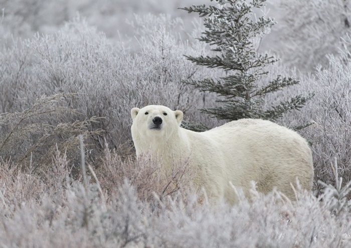 Polar Bear in a Frosty Landscape