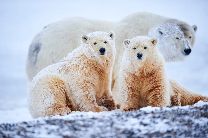 Polar bears in a snowy landscape