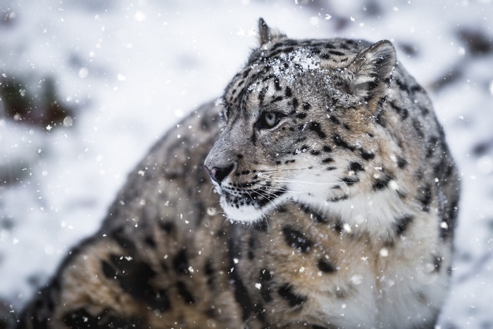 Snow Leopard in Falling Snow