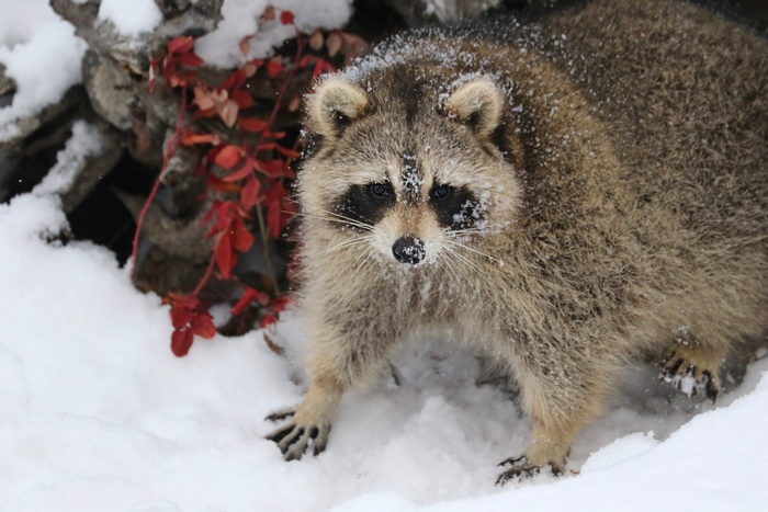 Raccoon in the Snow