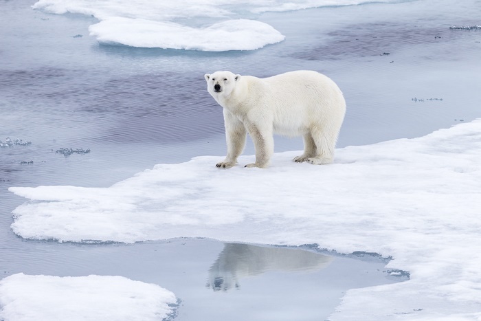 Polar bear on ice floe