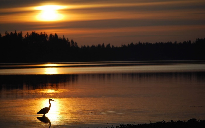 Heron silhouetted against sunset over water