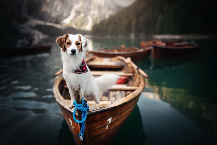 Dog in a boat on a lake