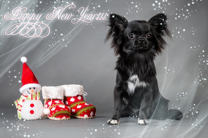 Chihuahua Dog with Christmas Decorations and Happy New Year Text