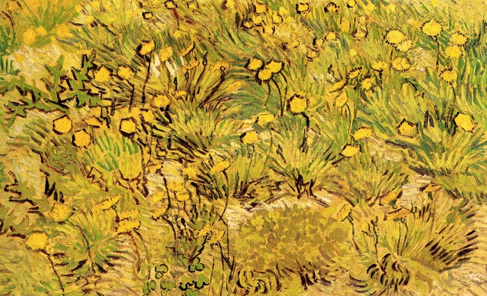 Field of Yellow Flowers