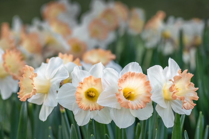 Close-up of white and peach daffodils