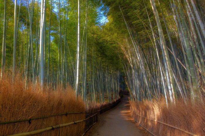 Path through a bamboo forest