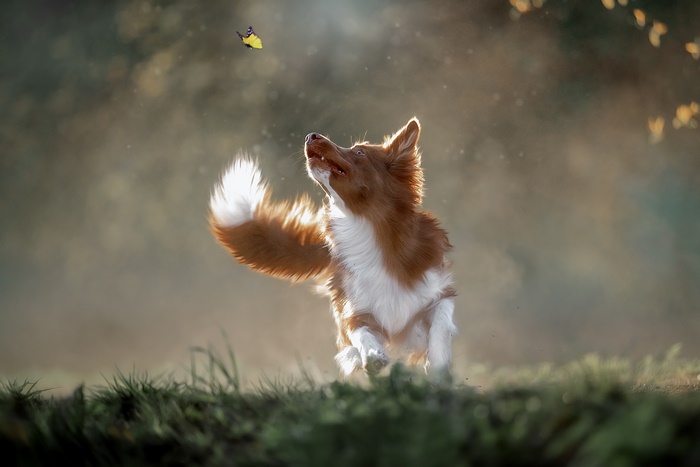 Brown and white dog chasing a butterfly