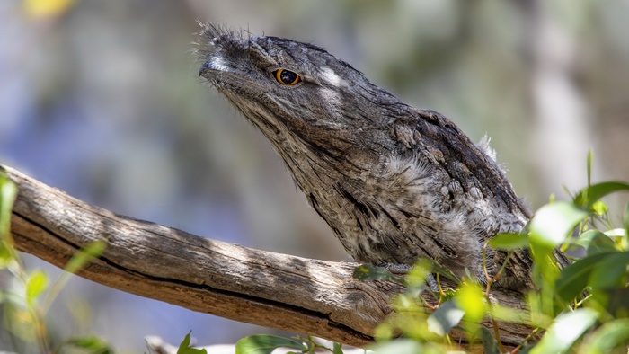 Tawny Frogmouth Bird on a Branch