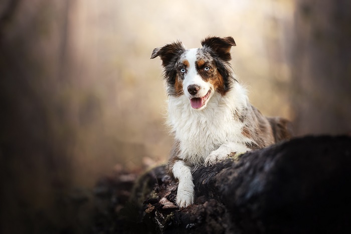 Australian Shepherd dog lying on a log