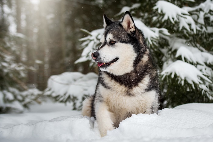 Alaskan Malamute dog in the snow