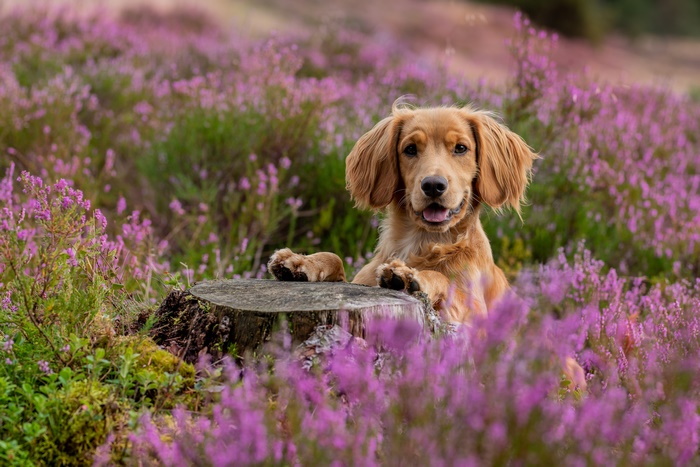 Golden Spaniel dog in a field of heather