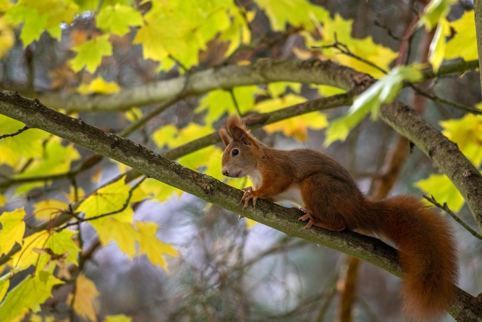 Red squirrel on a tree branch with yellow leaves