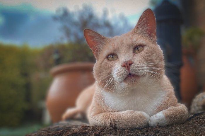 Orange and white cat lying down outdoors