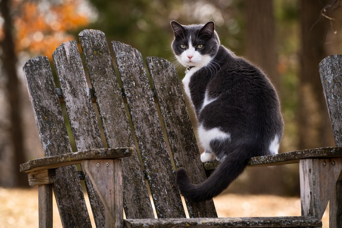 Gray and white cat sitting on a weathered wooden chair