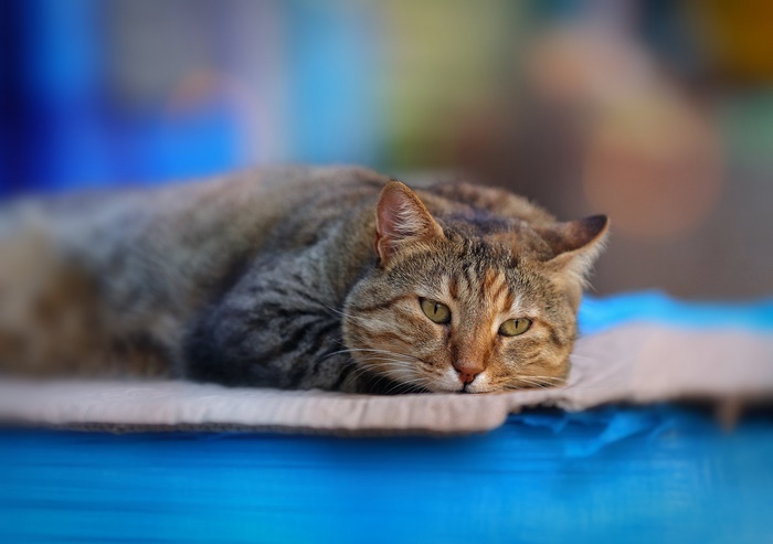 Tabby cat lying down on a blanket