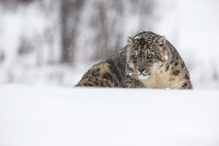 Snow Leopard in a Snowy Environment