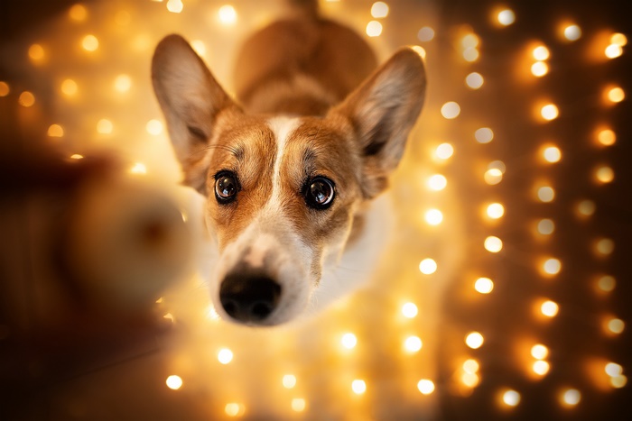 Corgi dog looking up at fairy lights