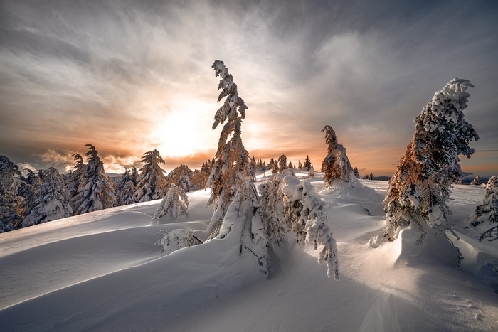 Snowy trees at sunset