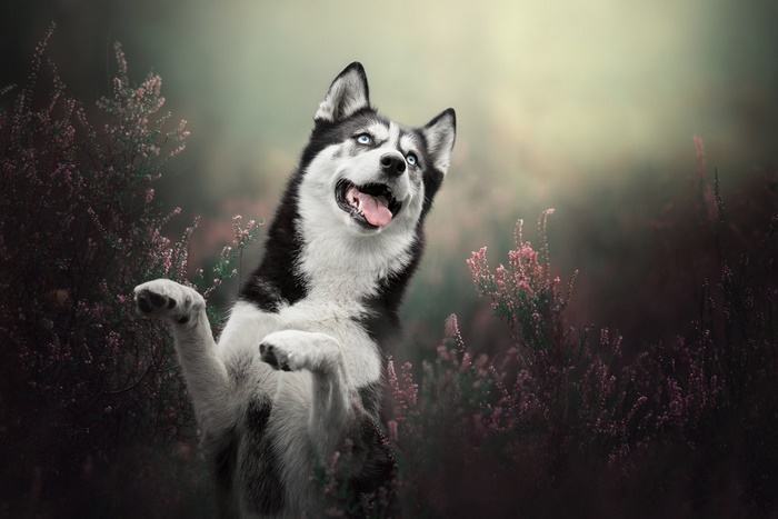 Husky dog playing in heather field