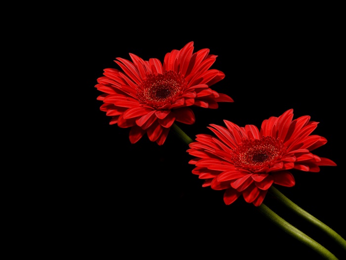 Two red Gerbera daisies on a black background