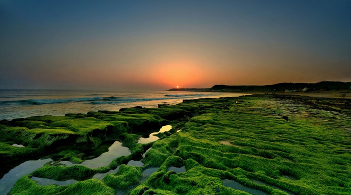 Green mossy rocks on a coastline at sunset