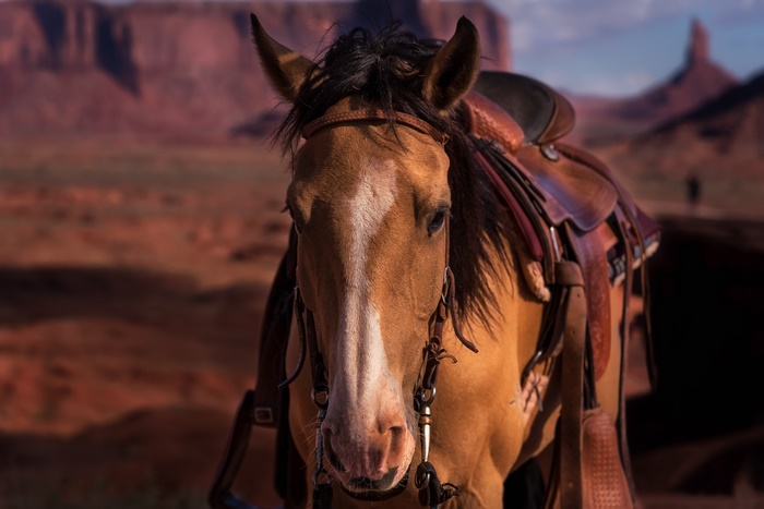 Horse in a Western Landscape 4K