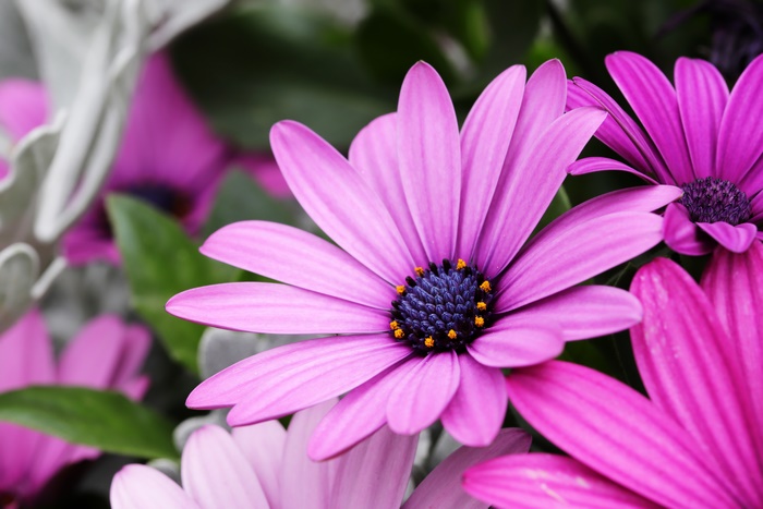 Pink African Daisy Osteospermum 4K