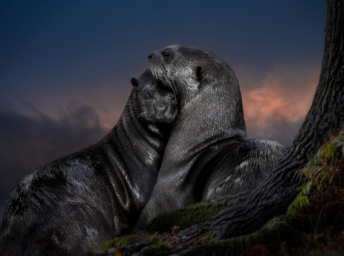 Two otters embracing near a tree at dusk