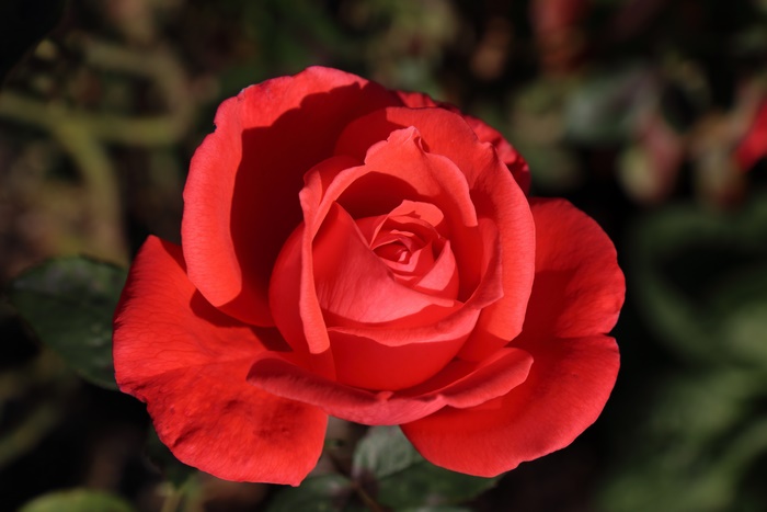 Red Rose 4K