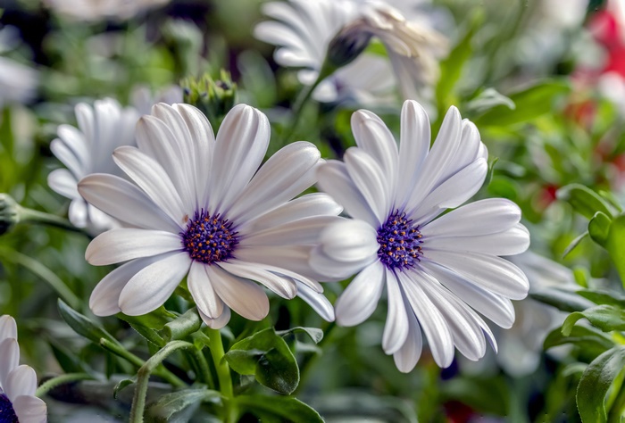 White African Daisy Flowers with Purple Centers 4K