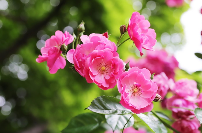Pink Roses on a Branch 4K