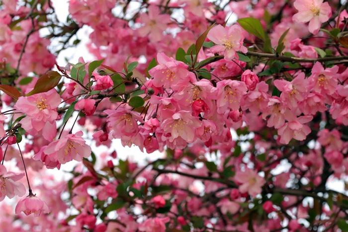 Pink Cherry Blossoms on Branches