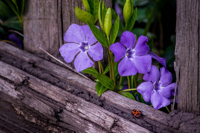 Purple Periwinkle Flowers and Beetle on Wooden Fence