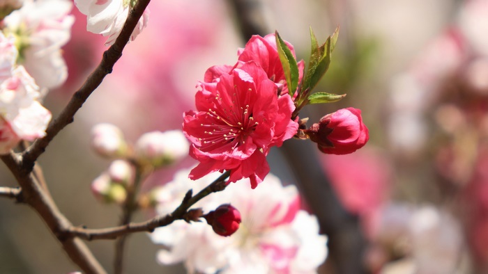 Pink and white cherry blossoms on a branch