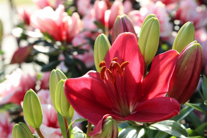 Red Lily Flower with Buds