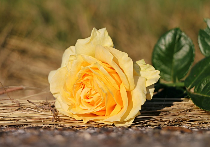 Yellow rose on dry grass