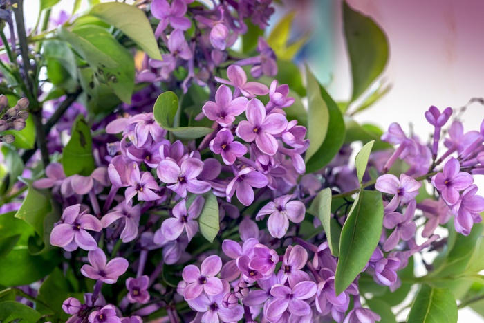 Lilac Blossom 4K