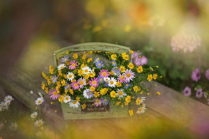 Bouquet of colorful daisies in a green basket