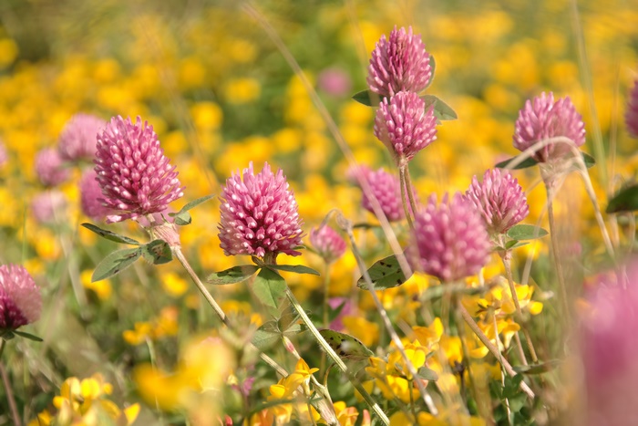 Pink Clover Flowers in a Field of Yellow Wildflowers