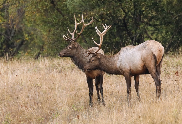 Two elk with large antlers in a field