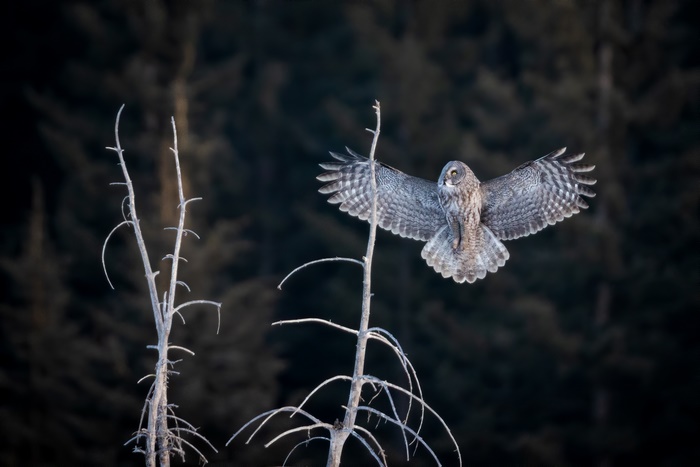 Great Grey Owl in flight near dead trees