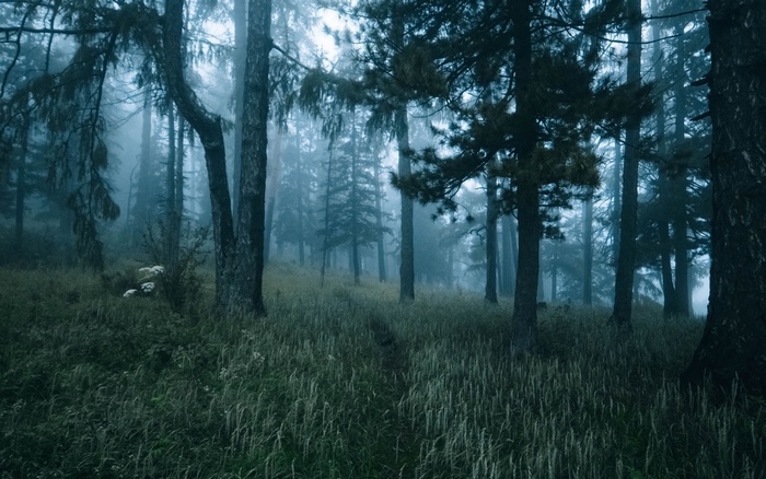 Misty Forest Path with Tall Trees