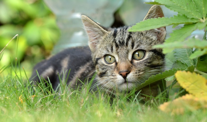 Tabby kitten peeking from behind green leaves