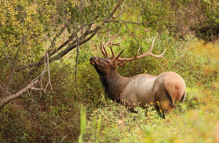 Bull Elk with Antlers in Forest