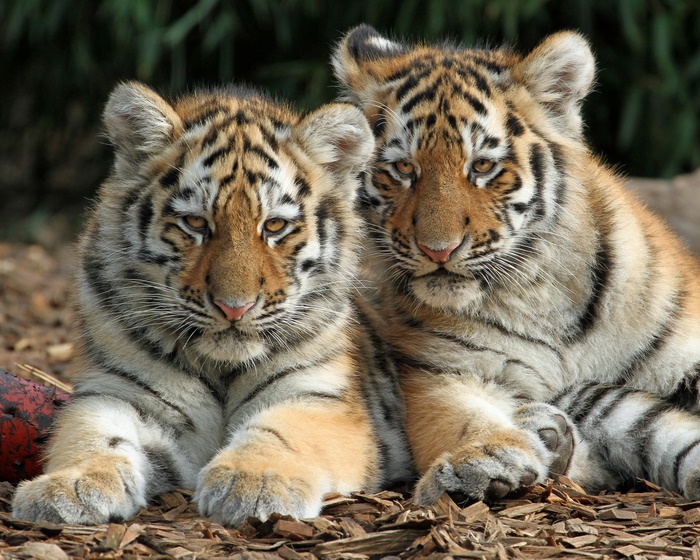 Two Tiger Cubs Resting on Wood Chips
