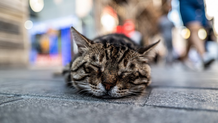 Tabby Cat Sleeping on Pavement