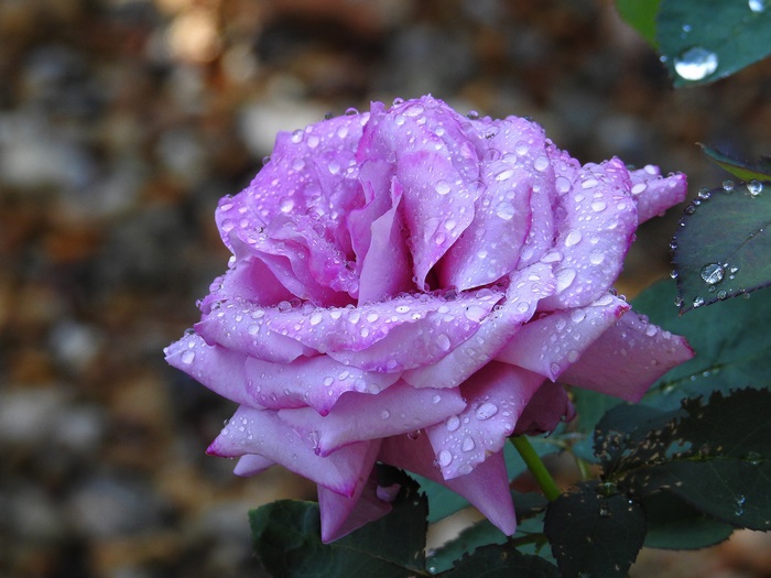 Purple rose with water drops